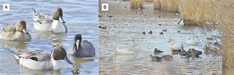 鳥 死|感染症による野生動物の大量死リスクの評価に向けて（2022年。